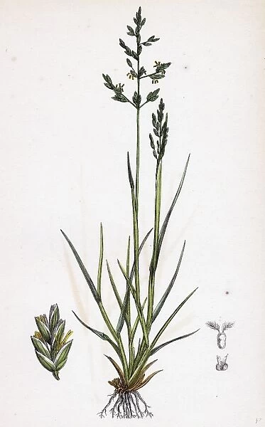 Sclerochloa Borreri; Borrers Meadow-grass