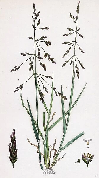 Sclerochloa eu-distans; Reflexed Meadow-grass