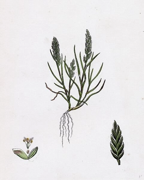 Sclerochloa loliacea; Dwarf Meadow-grass