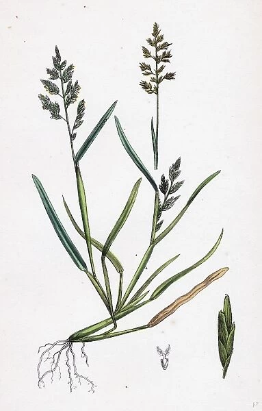Sclerochloa procumbens; Procumbent Meadow-grass