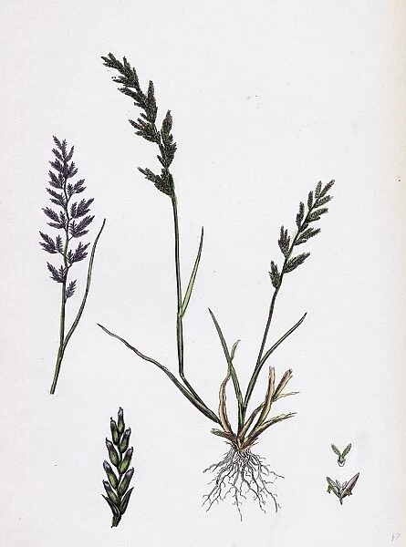 Sclerochloa rigida; Hard Meadow-grass