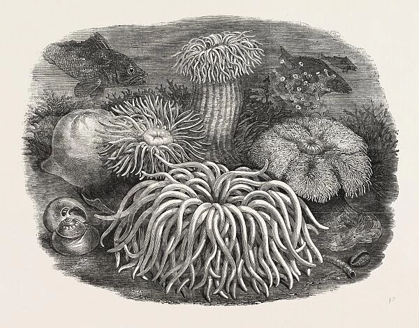 Sea Anemones in the Gardens of the Zoological Society, Regents Park, London