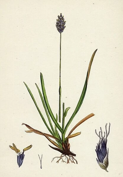 Sesleria caerulea; Blue Moor-grass