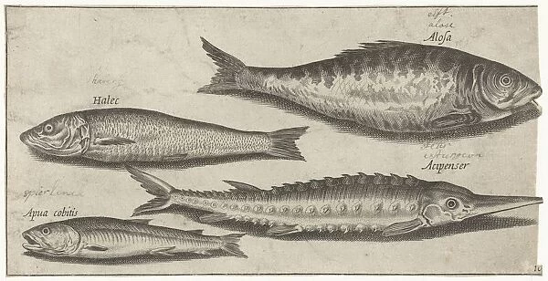 Shad sturgeon smelt herring Fish series title