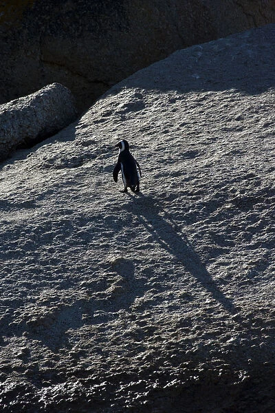 Shadow of a Jackass Penguin, South Africa