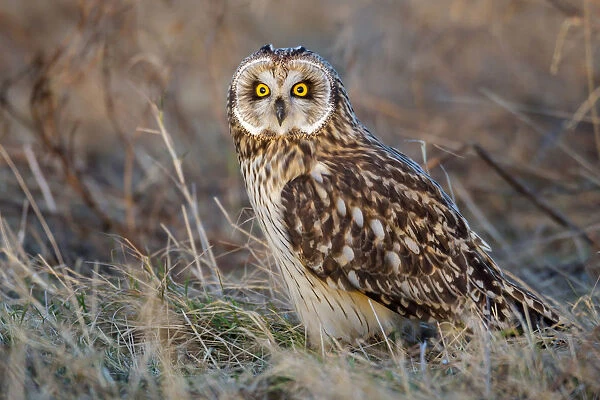 Short-eared Owl, Asio flammeus