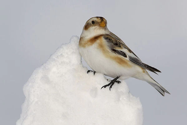 Snow Bunting, Plectrophenax nivalis, Italy