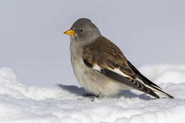 Snowfinch, Montifringilla nivalis, Italy