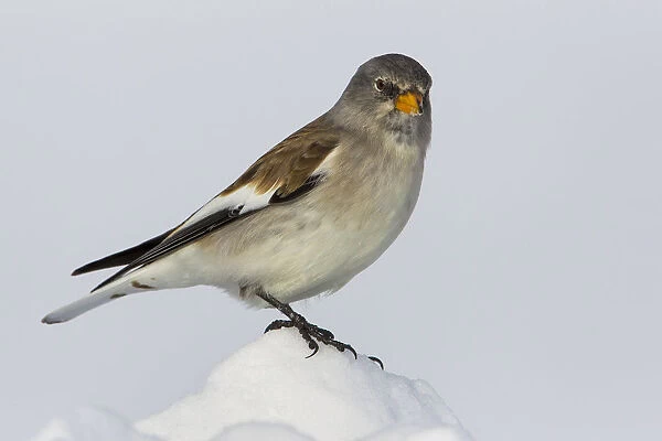 Snowfinch, Montifringilla nivalis, Italy