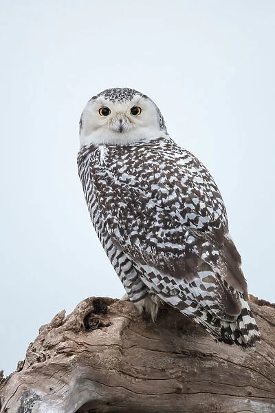 Snowy Owl, Bubo scandiacus