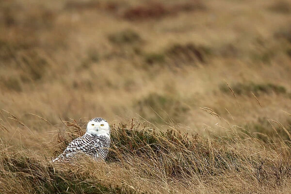 Snowy Owl in dunes, Bubo scandiacus, The Netherlands
