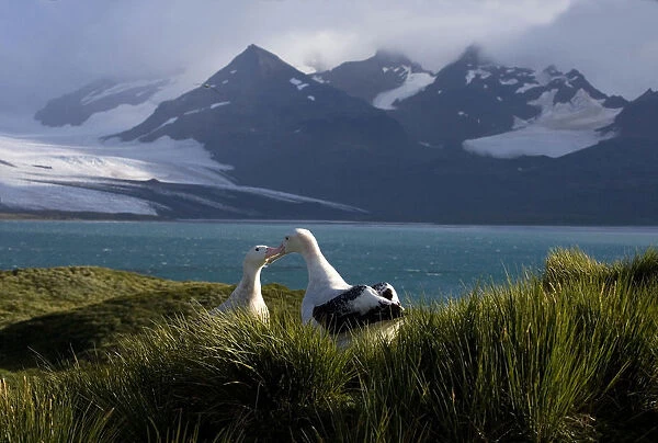 Snowy (Wandering) Albatross, Diomedea (exulans) exulans