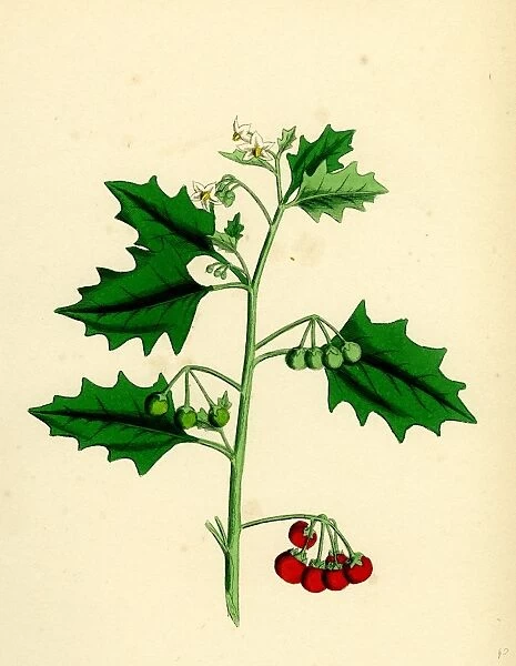 Solanum nigrum, var. B; Red Nightshade