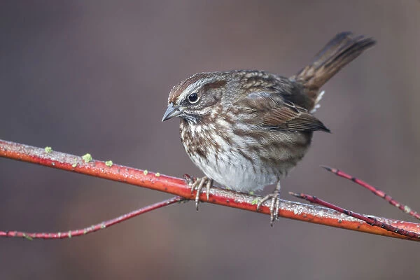 Song Sparrow, Melospiza melodia, United States