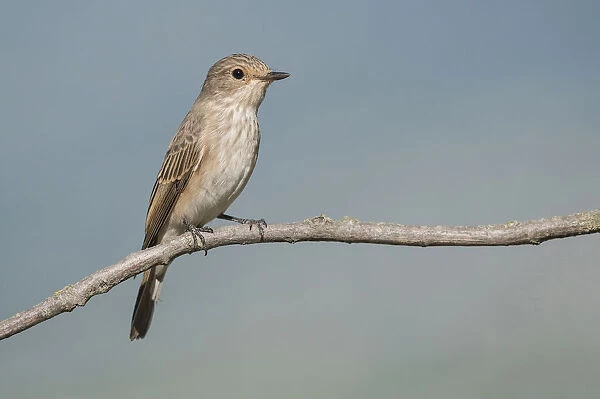 Spotted Flycatcher, Muscicapa striata, Italy