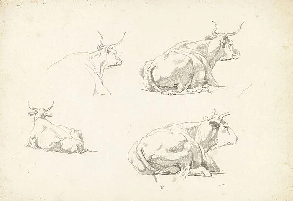 Four studies reclining cows Drawing group drawings
