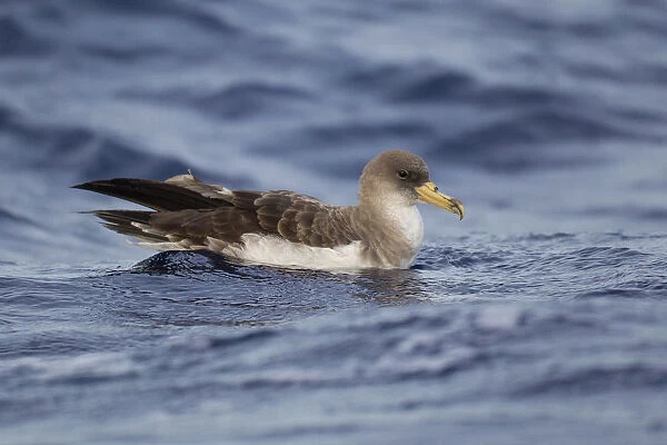 Swimming Cory's Shearwater, Calonectris borealis, Azores, Portugal