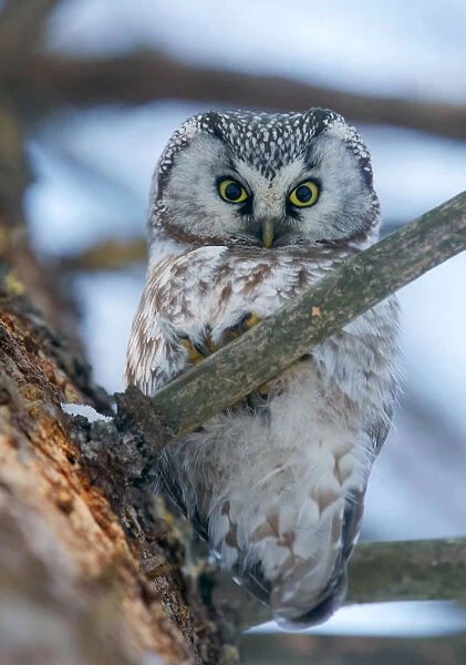 Tengmalm's Owl or Boreal Owl in Finland, Aegolius funereus