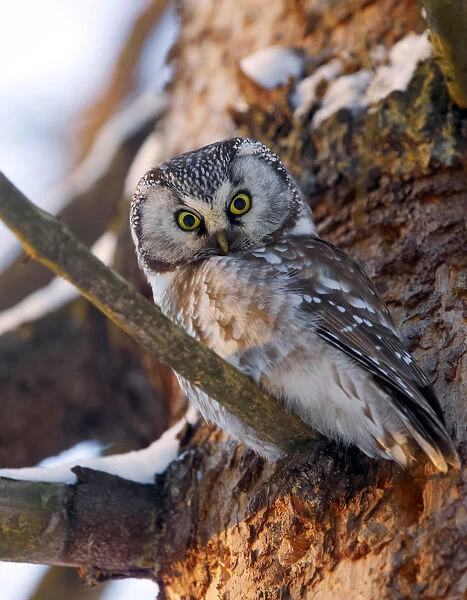 Tengmalm's Owl Boreal Owl Finland Helmipollo Aegolius funereus, Aegolius funereus