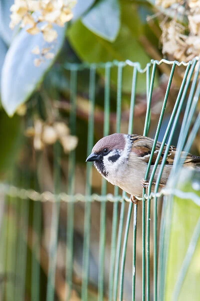 Tree Sparrow at fence, Netherlands