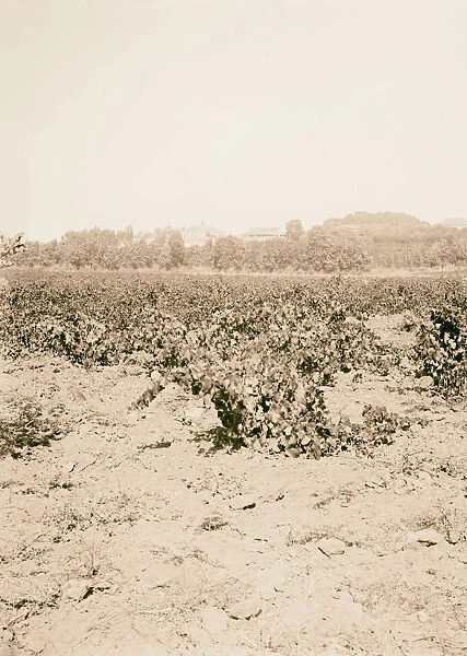 Trees shrubs Vineyard summer 1900 Middle East