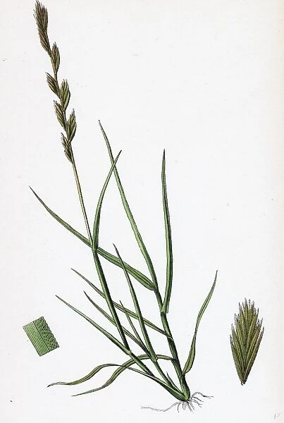 Triticum acutum; Decumbent Sea Couch-grass