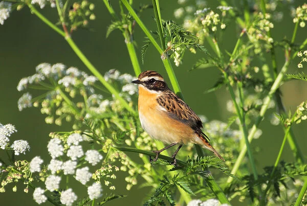 Whinchat in Cow Parsley, Saxicola rubetra, Netherlands