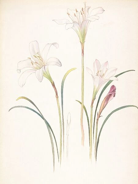White Lilies March 12 1911 Watercolor brown ink