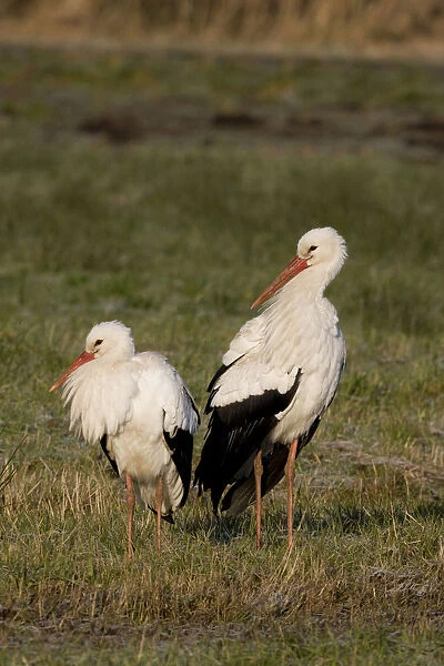 White Stork on the ground, Ciconia ciconia, Netherlands