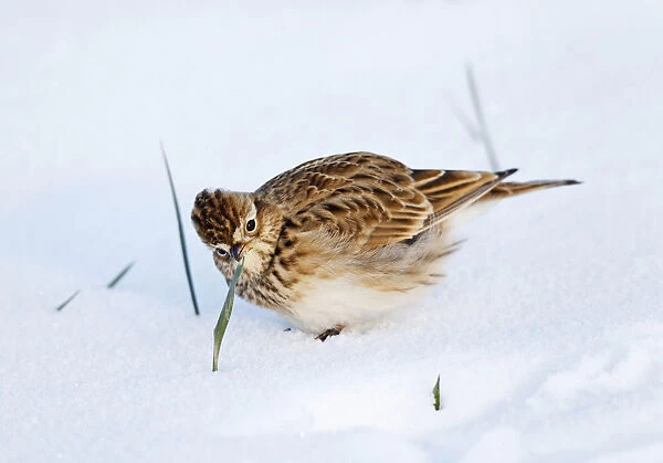 Wintering Eurasian Skylark foraging picking on wheat in snow covered field, acre, Alauda arvensis, Netherlands