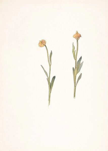 Yellow Flowers Small Heads March 24 1911 Watercolor