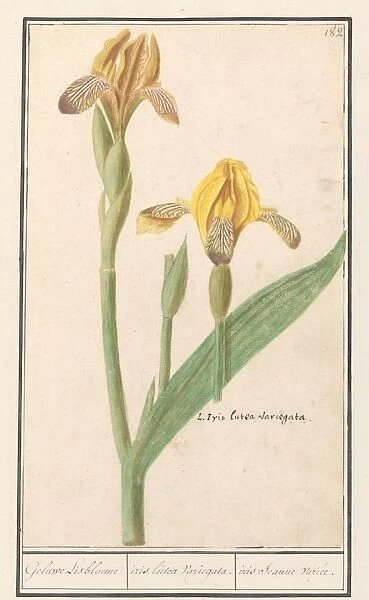 Yellow Iris Iris pseudacorus Geluwe Lisbloeme
