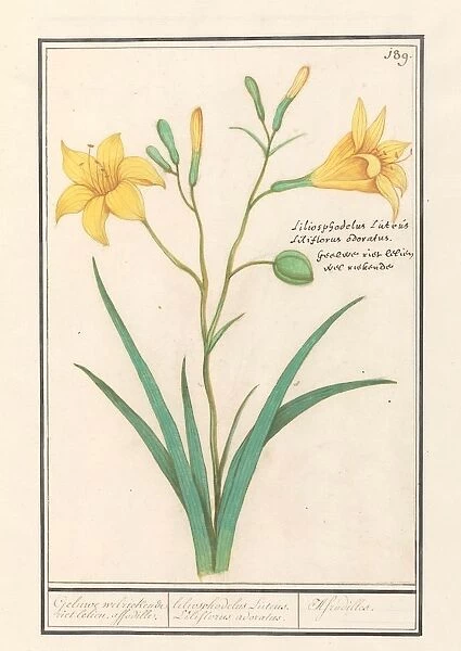Yellow lily Lilium liliosphodelus Luteus LIliflorus adoratus