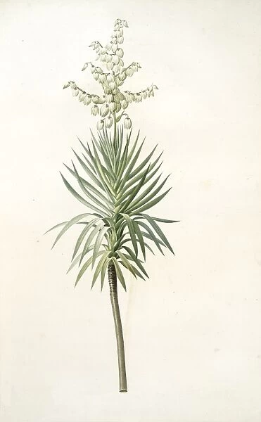 Yucca aloifolia, Yucca feuilles entieres; Palm Lily or Spanish Dagger