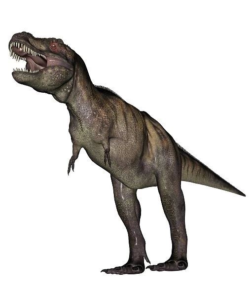 Aggressive Tyrannosaurus Rex growling, white background