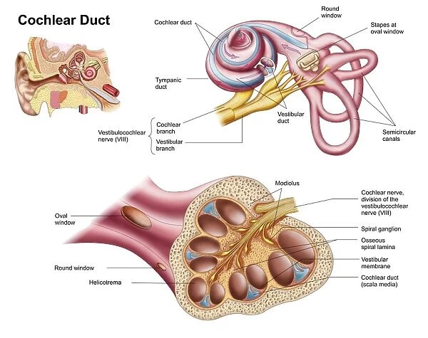 Anatomy of the cochlear duct in the human ear