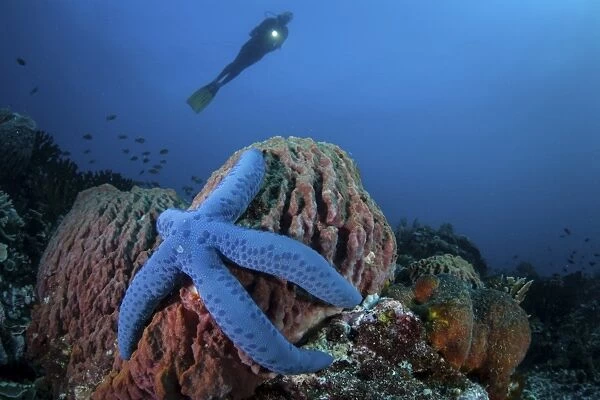 A blue starfish clings to a barrel sponge in Indonesia