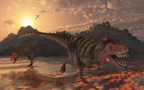 A pair of Tarbosaurus dinosaurs scavaging for food