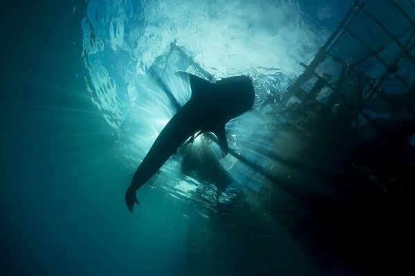 Whale shark swimming up to the surface, silhouetted against sunrays