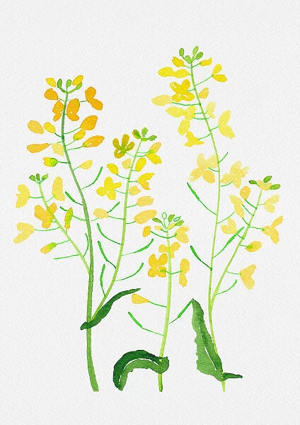 Rapeseed or Brassica napus botanical painting