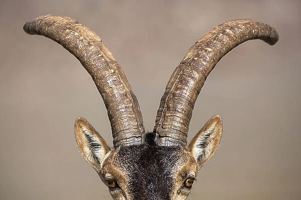 Iberian ibex (Capra pyrenaica), adult male, horns close up. Sierra Nevada National Park, Andalusia, Spain. June