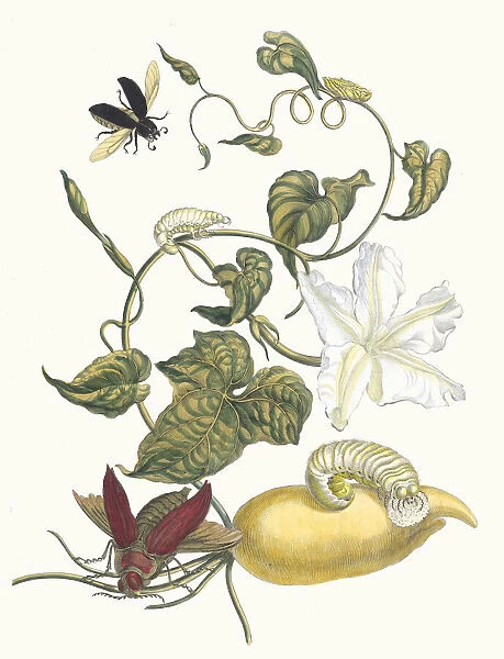 Battattes. From the Book Metamorphosis insectorum Surinamensium, 1705