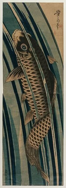 Carp Ascending a Waterfall, early or mid-1830s. Creator: Keisai Eisen (Japanese, 1790-1848)