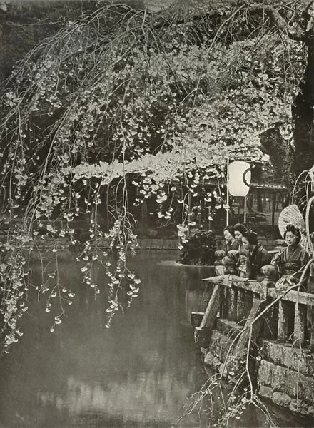 Cherry-Blossom Time in Japan, 1910. Creator: Herbert Ponting