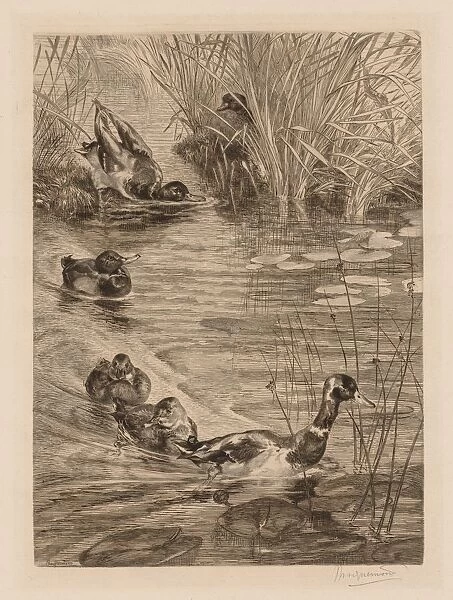 Ducks at play, c. 1870. Creator: Felix Bracquemond (French, 1833-1914)
