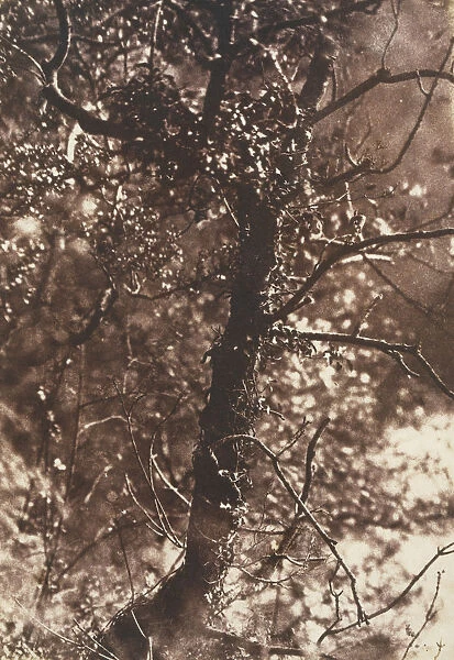 The Fairy Tree at Colinton, 1846. Creators: David Octavius Hill, Robert Adamson