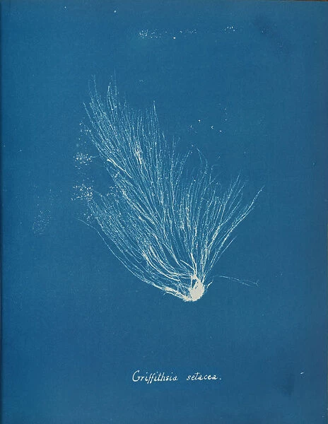 Griffithsia setacea, ca. 1853. Creator: Anna Atkins