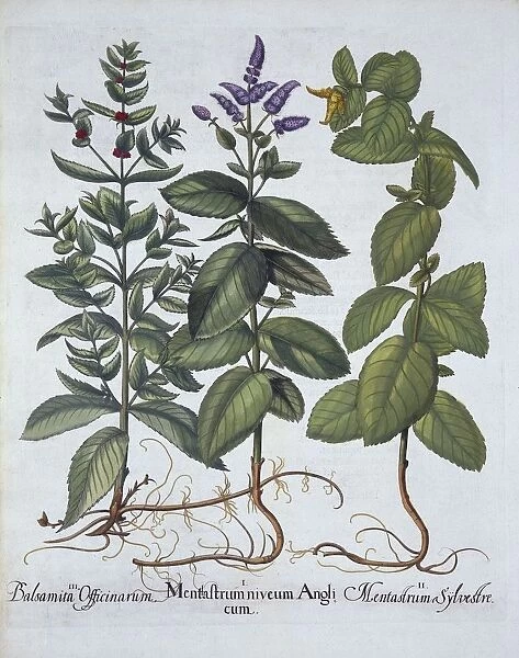 Horsemint and Spearmint, from Hortus Eystettensis, by Basil Besler (1561-1629), pub