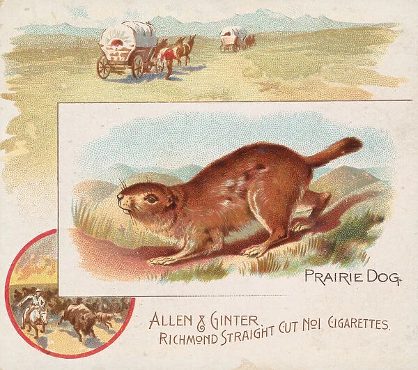 Prairie Dog, from Quadrupeds series (N41) for Allen & Ginter Cigarettes, 1890