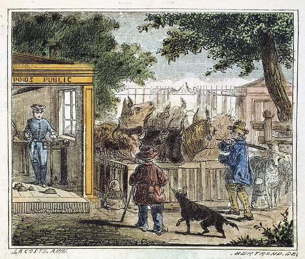 Public weighbridge used to weigh cattle in a market, 1867
